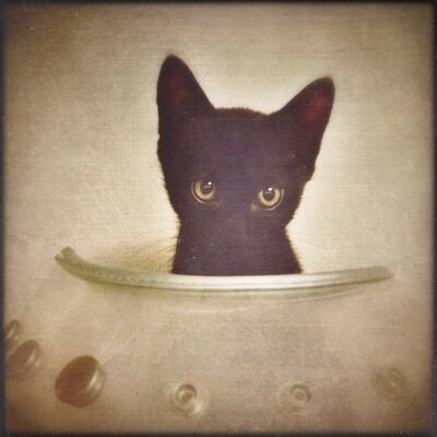 Profile Picture of Maki (@hanakai2001) on Twitter