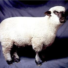 Profile Picture of Stephanie Liu (@sliu_liu) on Pinterest