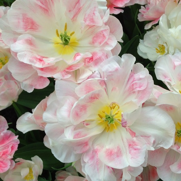 Profile Picture of Jenna Kukis (@jennabeannh) on Poshmark