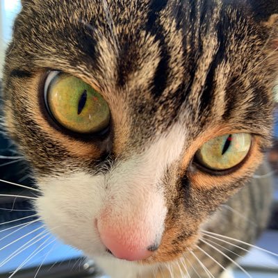 Profile Picture of Bart Montgomery (@Hogscald) on Twitter