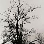 Judy Welch Bryant - Instagram Profile Picture of Judy Welch Bryant (@judywelchbryant) on Instagram