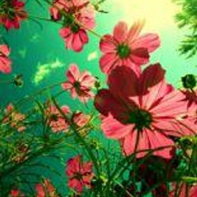 Profile Picture of Marilyn Felix (@maryenergetic) on Twitter