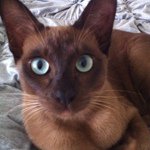 Profile Picture of Jo Hale (@wolfy4567) on Instagram