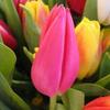 Profile Picture of paulasparrow62 (@paulasparrow62) on Tiktok