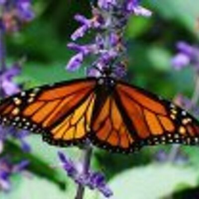 Profile Picture of Marlene Libby (@Mlibby58) on Twitter