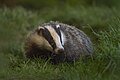 Profile Picture of Badger culling in the United Kingdom - Wikipediaon Wikipedia
