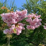 Profile Picture of Sandra Sutton (@sutton014) on Instagram