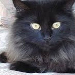 Profile Picture of Robin Heffley (@robinheffley) on Instagram