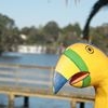 Profile Picture of Barry D Parrot (@barryd.parrot) on Facebook