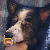 Profile Picture of Andrew Lees (@andrewlees7445) on Youtube