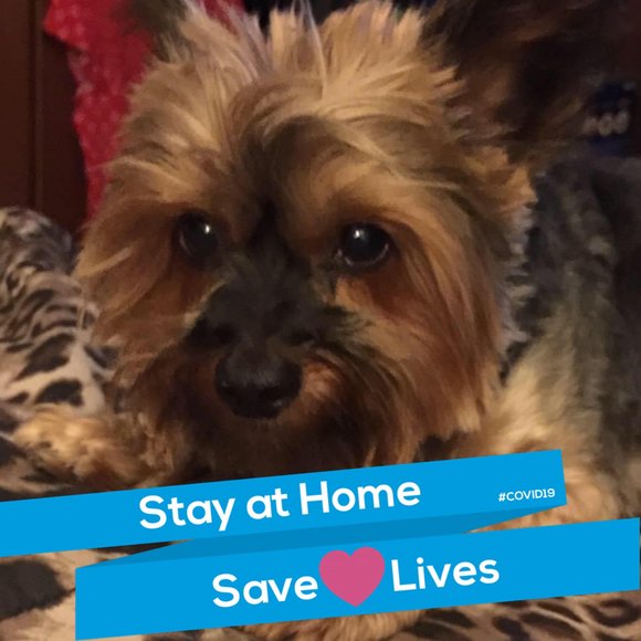 Profile Picture of Suzanne Chilton (@schilton62) on Poshmark