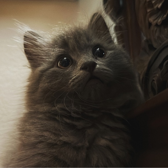 Profile Picture of Janet Renteria (@janetrenteria27) on Poshmark