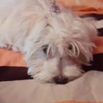 Profile Picture of max_caine_bun (@max_caine_bun) on Instagram