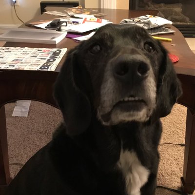 Profile Picture of David  Zavadil (@bamazav) on Twitter