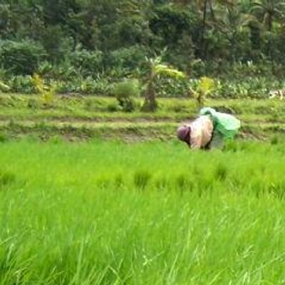 Profile Picture of Rajesh Krishnan (@farmernomadic) on Twitter