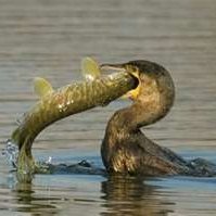 Profile Picture of Daniel Mundt (@Khaosgott7) on Twitter