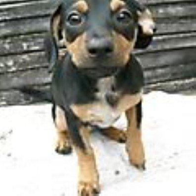 Profile Picture of Steven  Seigler (@StardogLIX) on Twitter