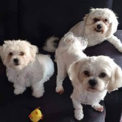 Profile Picture of Julie Anne Lowe (@julie.anne.lowe) on Tiktok