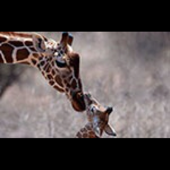 Profile Picture of Jamie Nordman (@moltiasma) on Poshmark