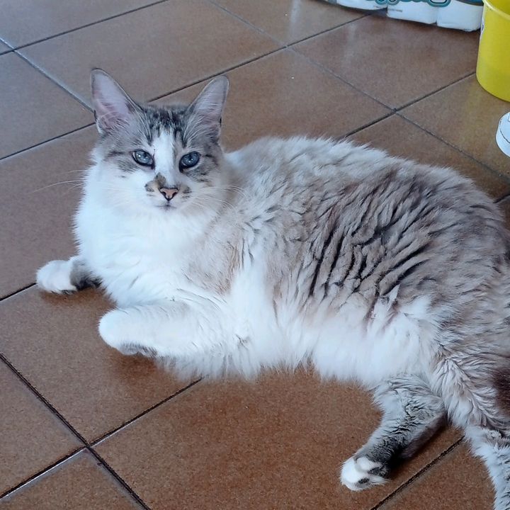 Profile Picture of Alê Fortunato (@alefortunato0507) on Tiktok