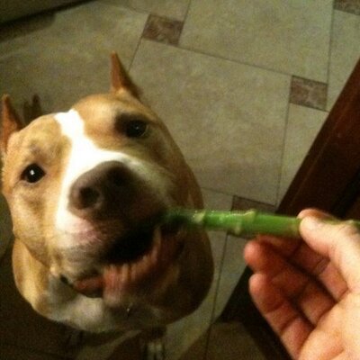 Profile Picture of Michael Panos (@1pibble) on Twitter