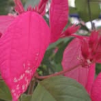 Profile Picture of Alice Margery (@Alice-Margery) on Facebook