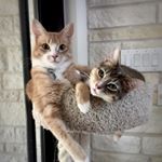 Profile Picture of Leo & Gracie Thiel (@leo_and_gracie) on Instagram