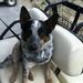 Profile Picture of Brenda Butcher (@lilybellb) on Pinterest