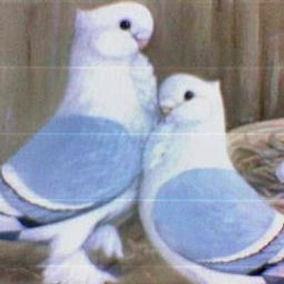 Profile Picture of Adel Ashraf (@adelashraf11) on Twitter