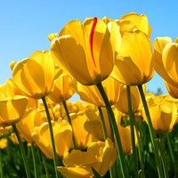 Profile Picture of Nirmal Chauhan (@nirmal-chauhan-49) on Quora