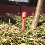 Profile Picture of Flo Tequila Scott-Stefanuk (@flostagram69) on Instagram