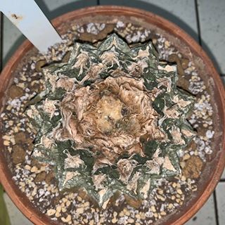 Profile Picture of Adam Nevling Jr (@adamnevling) on Facebook