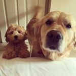 Profile Picture of Floyd And Ted (@bigbearandpoobear) on Instagram