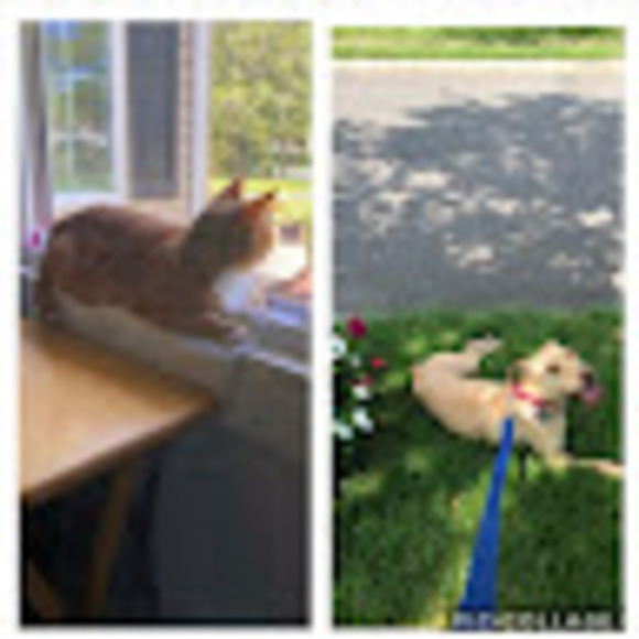 Sophia Rispoli - Poshmark Profile Picture of Sophia Rispoli (@smr2006) on Poshmark