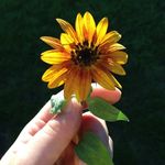 Profile Picture of Megan Tuttle (@green.thumbgal) on Instagram