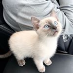 Profile Picture of Avi O'Connell (@avi_the_guy) on Instagram