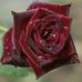 Profile Picture of Joy Sutton (@joy.sutton.904750) on Facebook
