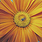Profile Picture of Ashish Singh (@i - frame) on Flickr