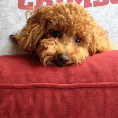 Profile Picture of James McPhillips (@jamesmcphillips) on Twitter