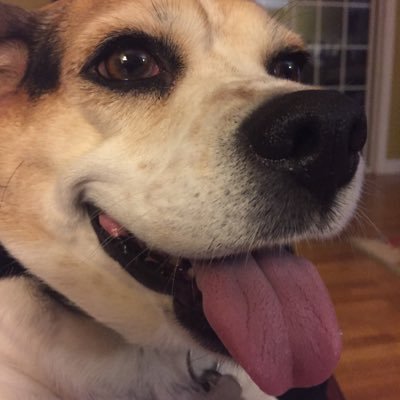 Profile Picture of Mike Grilli (@grilli_mike) on Twitter