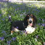 Profile Picture of vicki (@eddy_bassethound) on Instagram