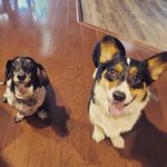 TK Thornlimb - Instagram Profile Picture of TK Thornlimb (@thunder_koda_thornlimb) on Instagram