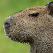 Profile Picture of Hannah Workman (@HannahWorkman-t9h) on Youtube