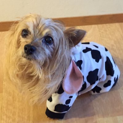 Profile Picture of Ladybug (@PaulZiesmer) on Twitter