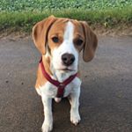 Profile Picture of Julia Ann-Kathrin Nicolai (@ottothebeaglepugglemix) on Instagram