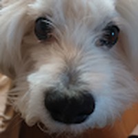 Profile Picture of Brian Toribio (@brian-toribio-4) on Quora