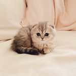 Profile Picture of Honey the Scottish Fold (@yourdailydoseofhoney) on Instagram