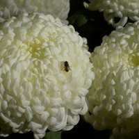 Profile Picture of L.e. Harmuth (@l-e-harmuth) on Quora