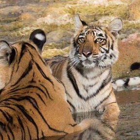 Profile Picture of Ian Hastie (@forbert) on Twitter