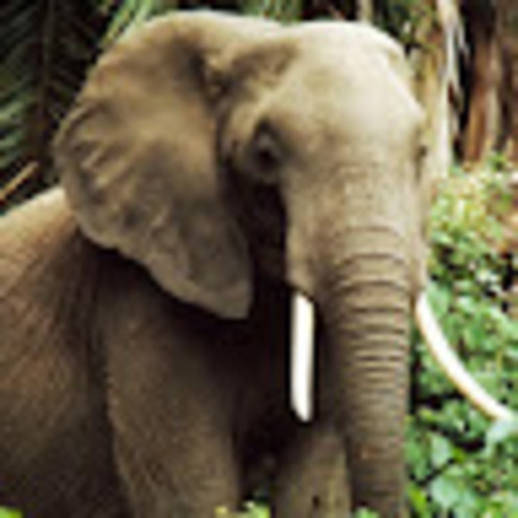 Profile Picture of Caeden Canuso (@cccanuso) on Poshmark